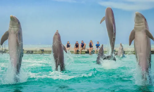 Dolphin Island Park