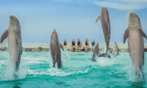 Dolphin Island Park