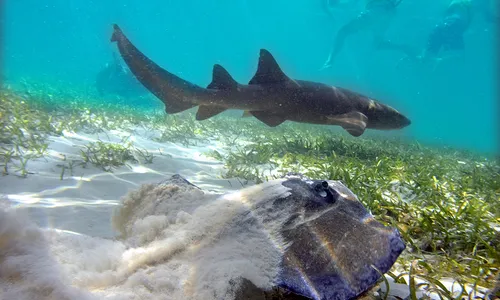 Seaquarium Punta Cana