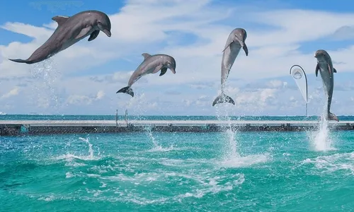Dolphin Island Park