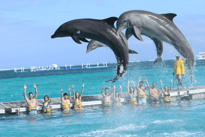 Dolphin Island Park