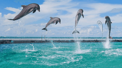 Dolphin Island Park